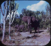2 ANDREW - Africa - View-Master 3 Reel Packet - 1960s views - vintage - B096-S6A Packet 3dstereo 