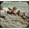 4 ANDREW - Pacific Coast - Oregon - View-Master 3 Reel Packet - 1956 - vintage - A247-S3 Packet 3dstereo 