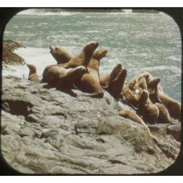 4 ANDREW - Pacific Coast - Oregon - View-Master 3 Reel Packet - 1956 - vintage - A247-S3 Packet 3dstereo 