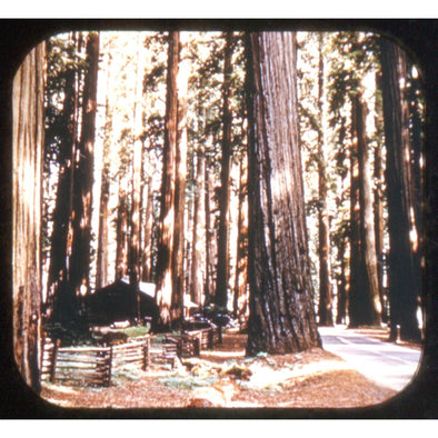 4 ANDREW - Redwood Highway California - View-Master Blue Ring Reel - vintage - 112 Reels 3dstereo 