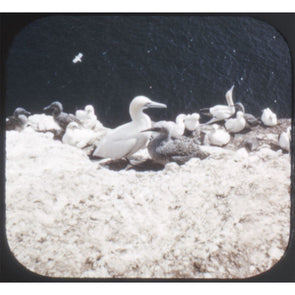 5 ANDREW - Bird Sanctuary - View-Master Single Reel - vintage - 9067 Reels 3dstereo 