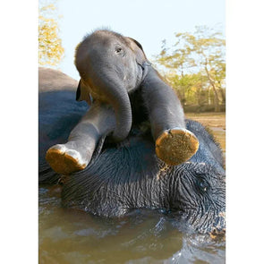 Asian Elephant and Calf Bathing - 3D Lenticular Postcard Greeting Cardd - NEW Postcard 3dstereo 