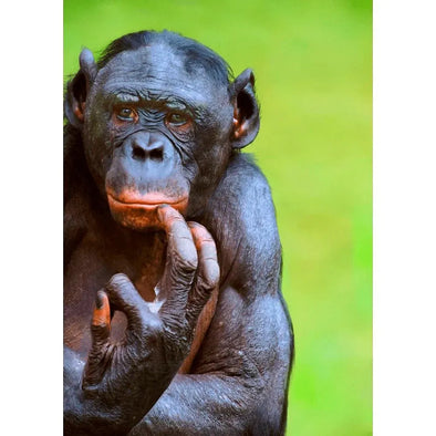 Bonobo brooding (Pygmy Chimpanzee) - 3D Lenticular Postcard Greeting Cardd - NEW Postcard 3dstereo 