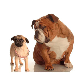 Bulldog and Pug Puppy - 3D Lenticular Postcard Greeting Card - NEW Postcard 3dstereo 