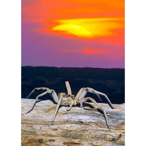 Wolf Spider and Solar Eclipse - 3D Lenticular Postcard Greeting Card Postcard 3dstereo 
