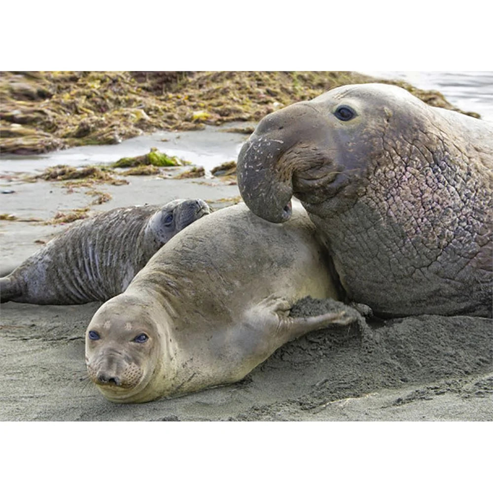 Elephant Seal - 3D Lenticular Postcard Greeting Card - NEW – 3Dstereo