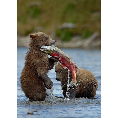 Grizzly bear cubs with salmon - 3D Lenticular Postcard Greeting Card - NEW Postcard 3dstereo 