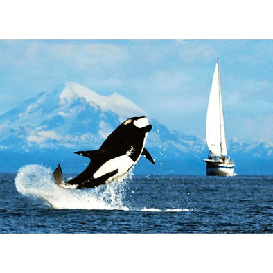 Orca Whale Breaching - 3D Lenticular Postcard Greeting Card - NEW Postcard 3dstereo 