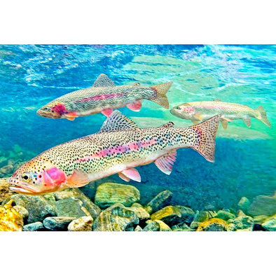 RAINBOW TROUT - 3D Magnet for Refrigerator, Whiteboard, Locker MAGNET 3dstereo 