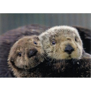 Sea Otters Close up - 3D Lenticular Postcard Greeting Card - NEW Postcard 3dstereo 
