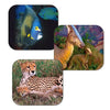 Dinosaurs Marine Safari Animals - View-Master/Discovery Kids Gift Set - Viewer & 3D Reel Set - NEW 3Dstereo.com 