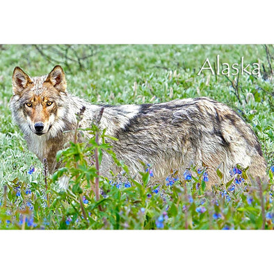WOLF AND FLOWERS - ALASKA - 3D Magnet for Refrigerators, Whiteboards, and Lockers - NEW MAGNET 3dstereo 