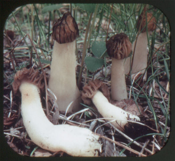Mushrooms in Their Natural Habitats - 33 View-Master Complete Reel Set - 1949 - vintage Reels 3dstereo 