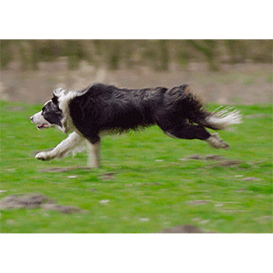 Border Collie Running - 3D Action Lenticular Postcard Greeting Card Postcard 3dstereo 