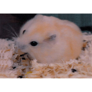 Hamster - 3D Lenticular Postcard Greeting Card 3dstereo 