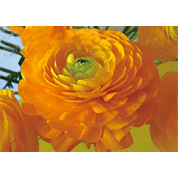 Buttercup - Flower -3D Lenticular Postcard Greeting Card 3dstereo 