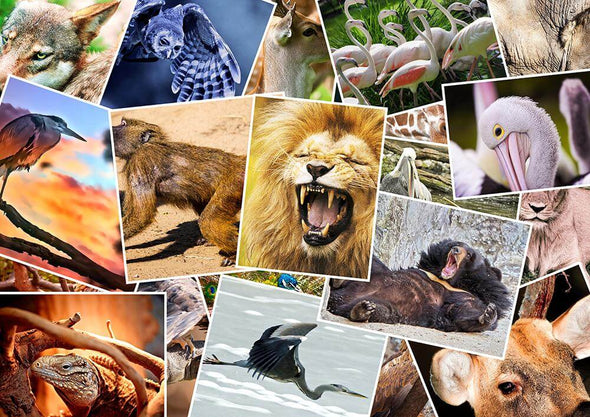 Wild Animals - 3D and Flip Postcards