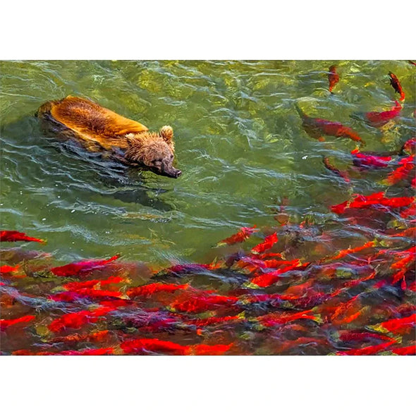 Grizzly Bear herding salmon - 3D Lenticular Postcard Greeting Card - NEW Postcard 3dstereo 