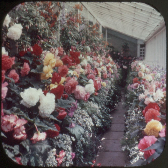 9 ANDREW - Victoria & Butchart Gardens - View-Master 3 Reel Economy Packet - vintage - A013-S4 Packet 3Dstereo 