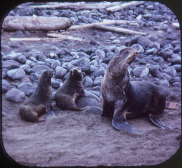 5 ANDREW - Eskimos of Alaska - View-Master 3 Reel Packet - vintage - A102-S6 Packet 3dstereo 