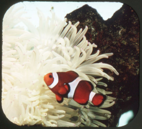 Steinhart Aquarium - ViewMaster 3 Reel Packet - 1971 - vintage Packet 3dstereo 