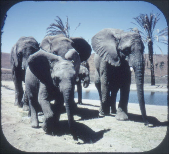 5 ANDREW - Lion Country Safari - California- View-Master 3 Reel Packet - vintage - A231-G3B Packet 3dstereo 