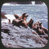 Sea Lion Caves and the Oregon Coast - View-Master 3 Reel Packet - vintage - A247-S6 Packet 3dstereo 