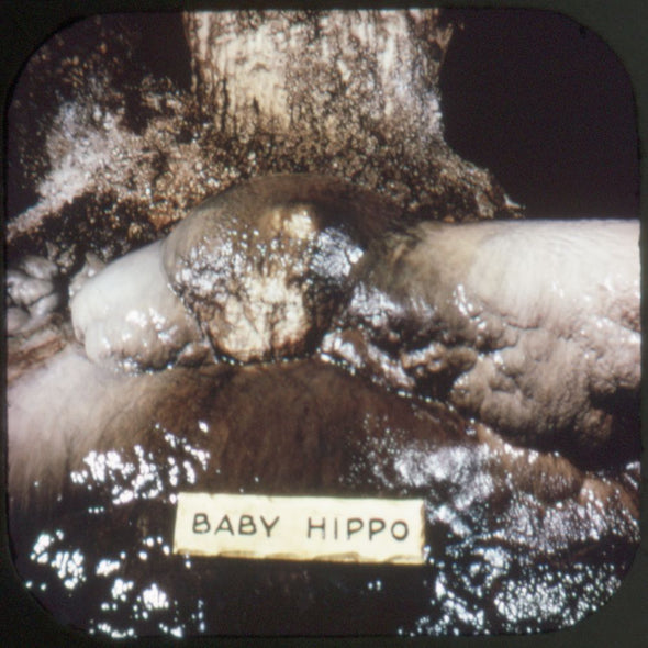 9 ANDREW - Carlsbad Caverns - View-Master 3 Reel Packet - vintage - A376-G1B Packet 3Dstereo 
