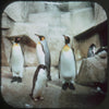 11 ANDREW - Milwaukee County Zoo - View-Master 3 Reel Economy Packet - vintage - A527-G3A Packet 3dstereo 