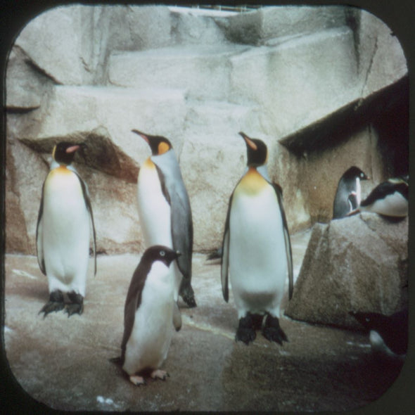 11 ANDREW - Milwaukee County Zoo - View-Master 3 Reel Economy Packet - vintage - A527-G3A Packet 3dstereo 