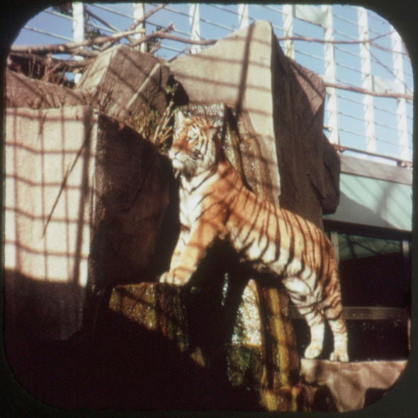 11 ANDREW - Milwaukee County Zoo - View-Master 3 Reel Economy Packet - vintage - A527-G3A Packet 3dstereo 