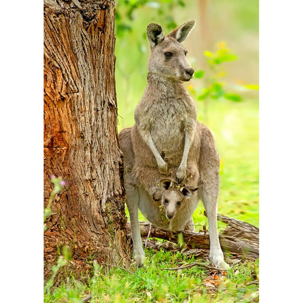 Eastern Grey Kangaroo - 3D Lenticular Postcard Greeting Card - NEW Postcard 3dstereo 