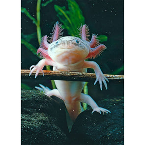 Axolotl - 3D Lenticular Postcard Greeting Card - NEW Postcard 3dstereo 