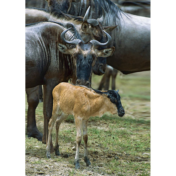 Blue Wildebeest - 3D Lenticular Postcard Greeting Card - NEW Postcard 3dstereo 