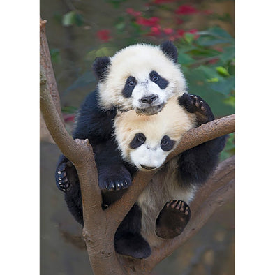 Panda cubs in tree - 3D Lenticular Postcard Greeting Card - NEW Postcard 3dstereo 