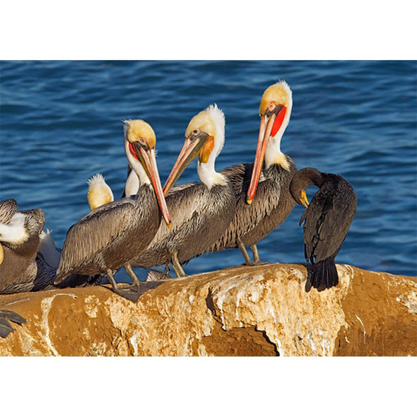 Brown Pelicans - 3D Lenticular Postcard Greeting Card - NEW Postcard 3dstereo 