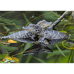 Alligator Hatchling - 3D Lenticular Postcard Greeting Card - NEW Postcard 3dstereo 