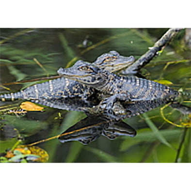 Alligator Hatchling - 3D Lenticular Postcard Greeting Card - NEW Postcard 3dstereo 