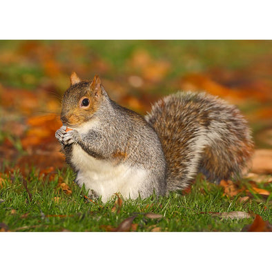 Grey Squirrel - 3D Lenticular Postcard Greeting Card Postcard 3dstereo 