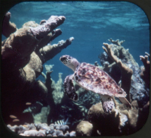 10 ANDREW - Wonders of the Deep - View-Master 3 Reel Packet - vintage - B612-G1A Packet 3Dstereo 