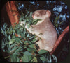 9 ANDREW - Strange Animals of the World - View-Master 3 Reel Packet - vintage - B615N-BS5 Packet 3Dstereo 
