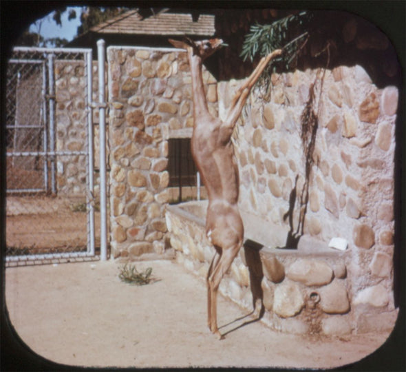 9 ANDREW - Strange Animals of the World - View-Master 3 Reel Packet - vintage - B615N-BS5 Packet 3Dstereo 