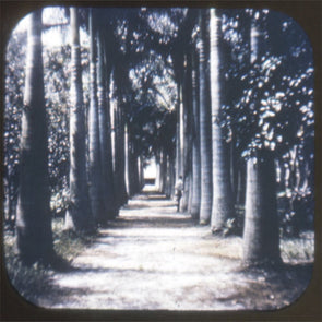 7 ANDREW - McKee Jungle Gardens, Vero Beach - Florida- View-Master Blue-Ring Reel - vintage (BR-171c) Reels 3dstereo 