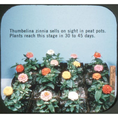 4 ANDREW - Zinnia Thumbelina - All American Gold Medal Winner - View-Master Commercial Reel - 1950 - vintage Reels 3dstereo 