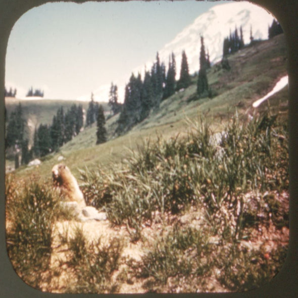 Rainier National Park - Vintage Classic View-Master - 1950s views CREL 3dstereo 