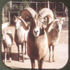 San Diego Zoo - Vintage Classic View-Master - 1950s views CREL 3dstereo 