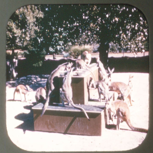 Animals - At the St. Louis Zoo - Vintage Classic View-Master - 1950s views CREL 3Dstereo.com 