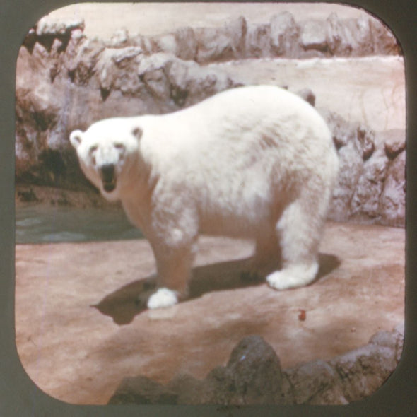 Wild Animals - Vintage Classic View-Master - 1950s views CREL 3Dstereo 
