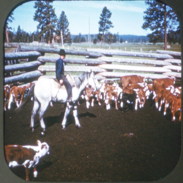 Life with Cowboys - The Rodeo, Cattle Round-Up - 2 Vintage View-Master - 1950s CREL 3dstereo 