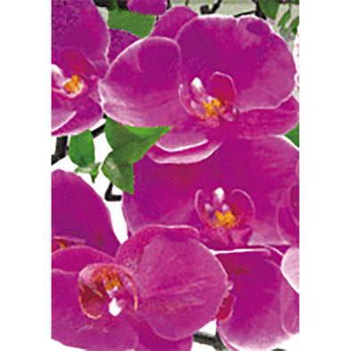 Orchid - 3D Lenticular Postcard Greeting Card - NEW Post Cards 3dstereo 